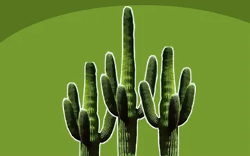 Cactus